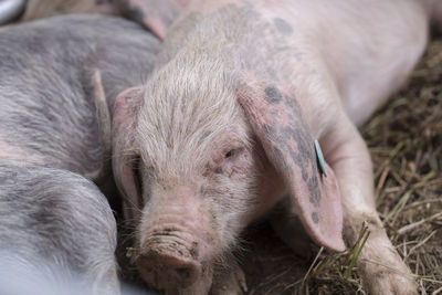 Portrait of a piglet