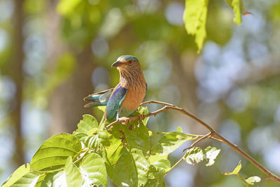 Indian roller in a tree in kanha national park in india