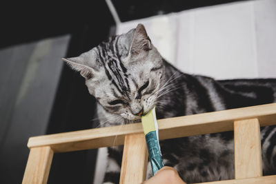 Close-up portrait of a cat