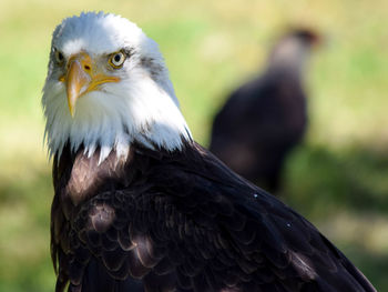 Close-up of bald eagle on field