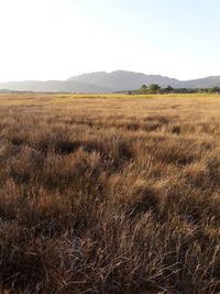 Scenic view of field against clear sky