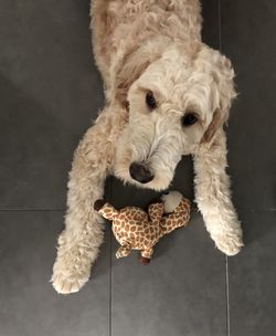 High angle portrait of dog relaxing on floor