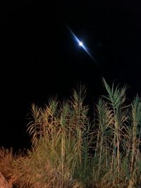 Low angle view of palm trees against the sky