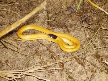 High angle view of yellow lizard on land