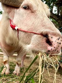 Close-up of horse on field