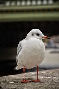 Close-up of seagull perching on retaining wall by lake