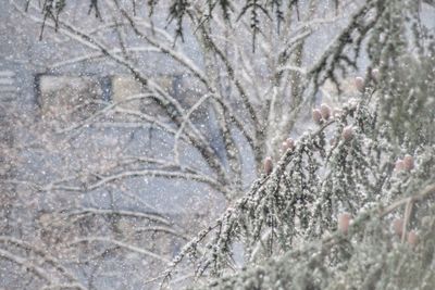 Close-up of snow on tree