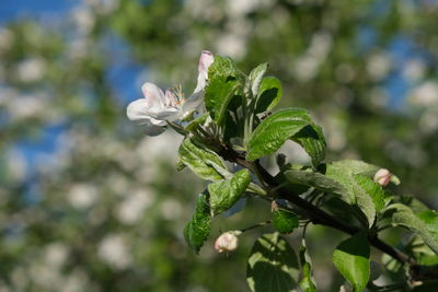 Close-up of flowering plant