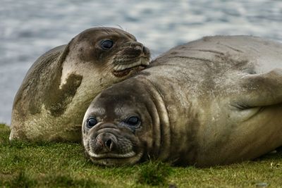 Close-up of an animal lying on land