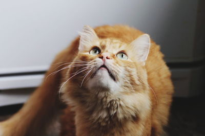 Close-up portrait of cat