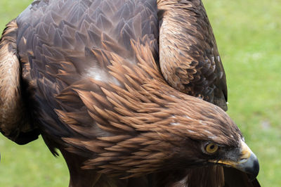 Close-up of golden eagle looking away