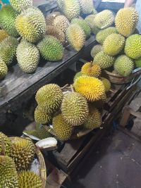 High angle view of succulent plant in market