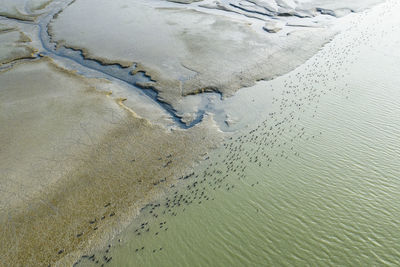Birds dot a sunlit marsh in san francisco bay aerial