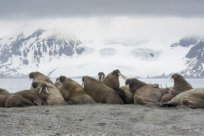 View of sheep resting on snow covered landscape