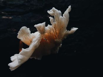 High angle view of white flowers over black background