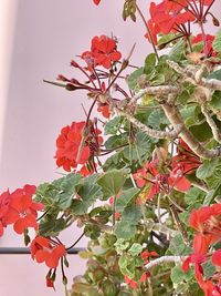 Close-up of red flowering plant