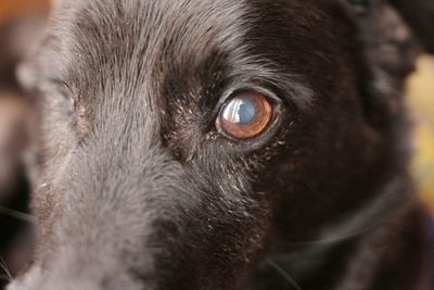 Close-up portrait of a dog