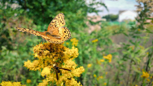 Close-up of butterfly pollinating on flower