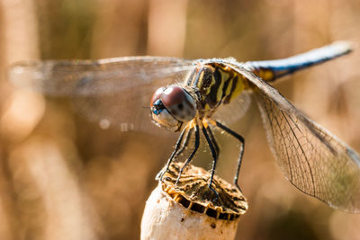 Close-up of butterfly on wood