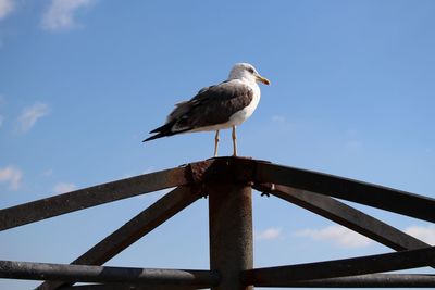 Low angle view of seagull perching on metallic structure against sky