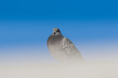 Low angle view of pigeon against clear blue sky