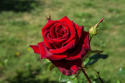 Close-up of red rose