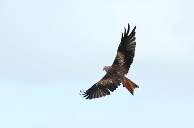 Low angle view of eagle flying against clear sky