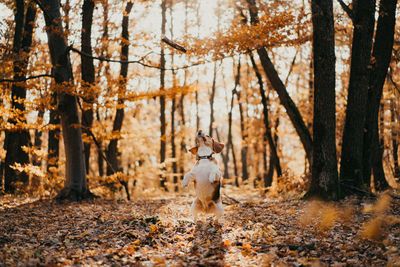 View of dog in forest