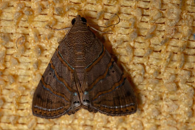 Close-up of butterfly