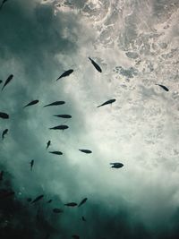 Low angle view of silhouette birds flying in sky