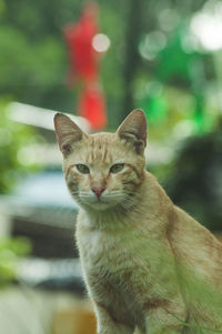 Close-up portrait of tabby cat outdoors