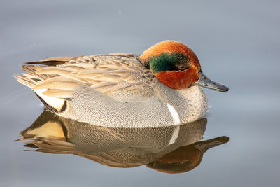 Close-up of green winged real duck swimming in lake