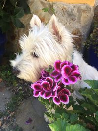 High angle view of dog on flowers