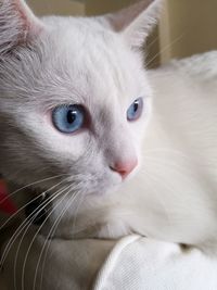 Close-up portrait of cat