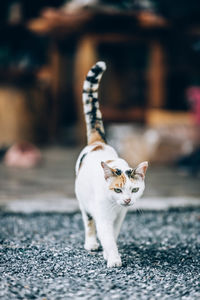 Cat looking away on footpath