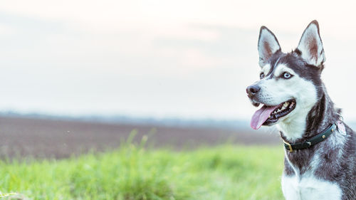 Close-up of dog on field against sky