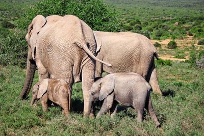 Elephant on landscape