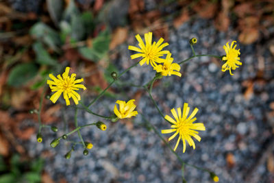 Close-up of yellow flowering plant on field