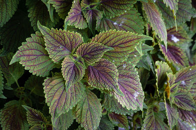 Full frame shot of fresh green leaves