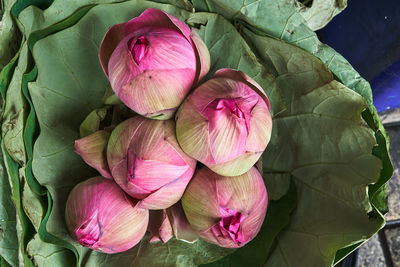 High angle view of pink lotus water lily