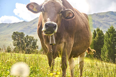 Cow standing on grassy field 