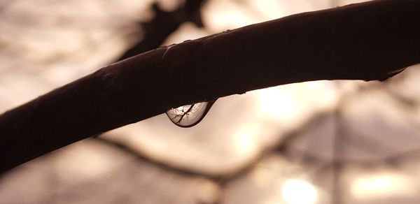 Close-up of water drop on leaf against sky