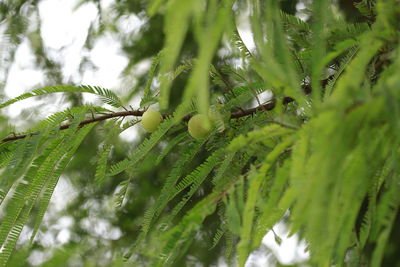 Low angle view of plants