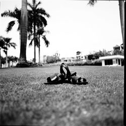 Close-up of palm tree