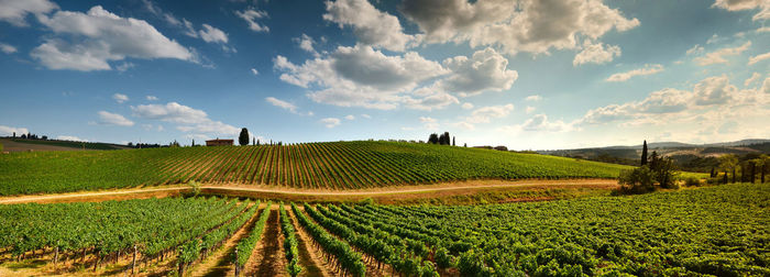 Scenic view of agricultural field against sky