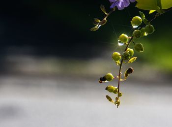 Close-up of berries on plant