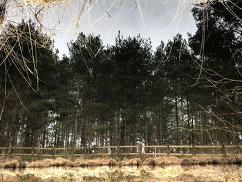 View of trees on field against sky