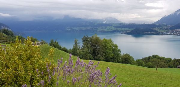 Scenic view of flowering plants and mountains against sky