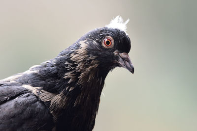 Close-up of black bird