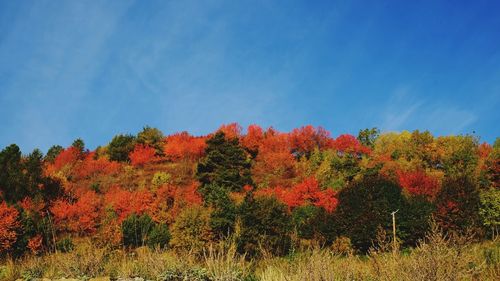 Scenic view of autumnal trees against blue sky